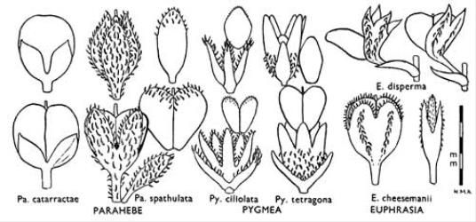 Fig. 33. SCROPHULARIACEAE. Fruits.  Parahebe  and  Pygmea : anterior views above, lateral views below.  Euphrasia :  E. disperma  lateral views, common one-seeded asymmetric form on left, rarer two-seeded symmetric form on right;  E. cheesemanii  lateral view on left, anterior view on right. Bracts shown in short-pedicelled species; capsules shown detached from longer calyces. © All rights reserved. [Image: 4X1H]