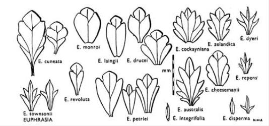 Fig. 34. EUPHRASIA. Leaves: hairs not shown. © All rights reserved. [Image: 4X1I]