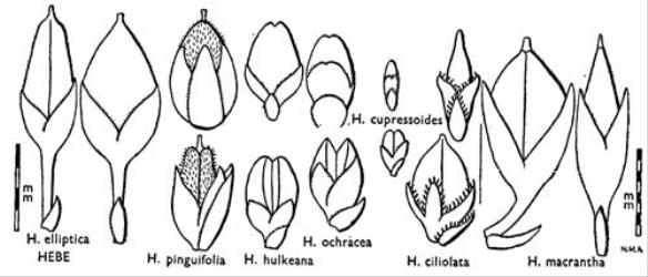 Fig. 35. HEBE. Capsules, calyces and bracts: lateral views on left and below, anterior views on right and above. © All rights reserved. [Image: 4X1J]