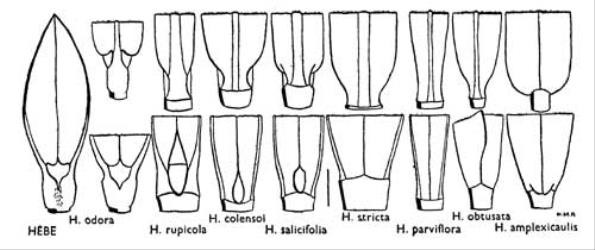 FIG. 36. HEBE. Leaf-buds: above, base from midrib view; below, base from margin view, those to left of line with sinus. © All rights reserved. [Image: 4X1K]