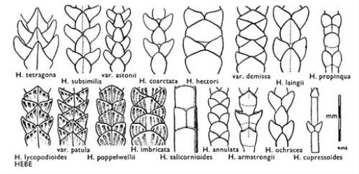 FIG. 37. HEBE. Branchlets of whipcord species: drawn from type material except  H. tetragona  and  H. cupressoides; shown in dry condition except  H. salicornioides. © All rights reserved. [Image: 4X1L]