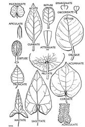 Fig. 39. LEAVES. Tips and bases. © All rights reserved. [Image: 4X1N]