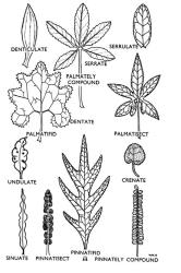 Fig. 40. LEAVES. Simple and compound, margins and lobing. © All rights reserved. [Image: 4X1Q]