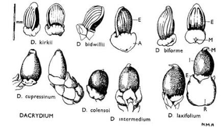 Fig. 5. DACRYDIUM. Seeds and associated structures: lettering as in Fig. 4. © All rights reserved. [Image: 4X1R]