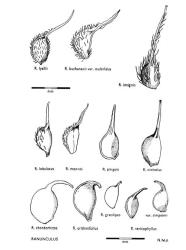 Fig. 6. RANUNCULUS. Achenes. © All rights reserved. [Image: 4X1S]