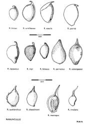 Fig. 7. RANUNCULUS. Achenes. © All rights reserved. [Image: 4X1T]