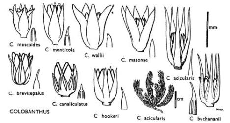 Fig. 9. COLOBANTHUS. Open capsule within persistent calyx; leaf-tip. Habit sketch of long-branched plant, peduncles hidden. © All rights reserved. [Image: 4X1V]