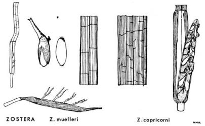  Fig. 1.  ZOSTERA.  Z. muelleri : inflorescence, front and side views, stigmas exserted, spadix enclosed in spathe; fruit; seed; leaf-venation.  Z. capricorni : leaf-venation; spadix bent outwards from spathe and showing young fruits and between them a hook-shaped scar left by the connective of each stamen. © All rights reserved. [Image: 4X20]