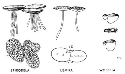  Fig. 10.  LEMNACEAE.  Spirodela oligorrhiza : plants viewed from side and from below, × 5.  Lemna minor : plants viewed from side and from above, the latter showing two stamens projecting from a lateral flowering pouch, × 5.  Wolffia arrhiza : plants viewed from side, showing vegetative bud emerging from pouch at end; also from above, the older platelet showing central flowering cavity, × 10. © All rights reserved. [Image: 4X21]