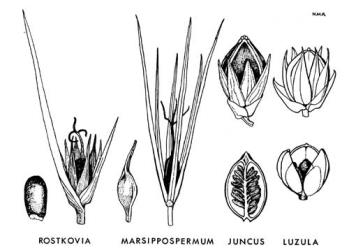  Fig. 11.  JUNCACEAE.  Rostkovia : seed, × 10; young capsule with perianth and long bracts, × 2½.  Marsippospermum : seed, × 10; young capsule with perianth and very short bract, × 2½.  Juncus : young capsule with tepals and bracts; mature capsule open to show seeds, × 7½.  Luzula : young capsule with tepals and bracts; mature capsule open to show seeds, × 7½. © All rights reserved. [Image: 4X22]