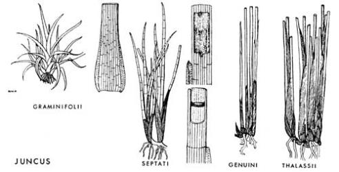  Fig. 12.  JUNCUS. Examples of four Sections.  Graminifolii : non-flowering plant; leaf-sheath without auricles.  Septati : non-flowering plant; portions of leaves seen from the side, showing two different kinds of internal septa and one auricle of each sheath.  Genuini : plant-base, showing stems with sheathing scale-leaves.  Thalassii : plant-base, showing stems and stem-like leaves. © All rights reserved. [Image: 4X23]