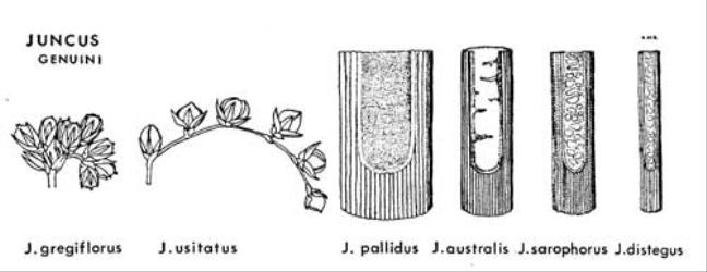  Fig. 13.  JUNCUS.  Section Genuini. Inflorescence-branchlets:  J. gregiflorus, flowers clustered;  J. usitatus, flowers evenly spaced. Stems with pith exposed:  J. pallidus, pith continuous;  J. australis, pith almost wanting;  J. sarophorus, pith irregularly interrupted;  J. distegus, pith regularly interrupted. © All rights reserved. [Image: 4X24]