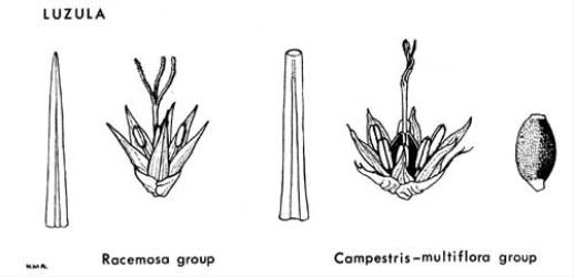  Fig. 14.  LUZULA. Racemosa group: acute leaf-tip; flower with bractlets. Campestris-multiflora group: obtuse leaf-tip; flower with bractlets; seed with caruncle at base. © All rights reserved. [Image: 4X25]