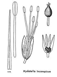  Fig. 15.  HYDATELLA.  H. inconspicua : leaf, × 2½; male flower; male inflorescence, × 6; female inflorescence, × 6; female flower. © All rights reserved. [Image: 4X26]