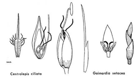  Fig. 16.  CENTROLEPIDACEAE.  Centrolepis ciliata : leaf, × 5; pseudanthium showing hyaline bract inside glume-like outer bract, superposed female flowers and part of filament of male flower; inflorescence, × 7½.  Gaimardia setacea : leaf, × 5; pseudanthium showing glume-like bract, collateral female flowers and male flowers; inflorescence, × 7½. © All rights reserved. [Image: 4X27]