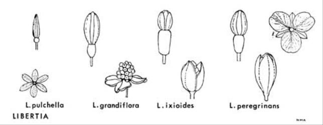  Fig. 17.  LIBERTIA.  L. pulchella : flower-bud; perianth.  L. grandiflora : flower-bud; dry capsule with valves widely recurved.  L. ixioides : flower-bud; dry capsule.  L. peregrinans : flower-bud; perianth; dry capsule. © All rights reserved. [Image: 4X28]