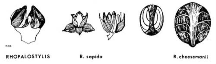  Fig. 18.  RHOPALOSTYLIS.  R. sapida : glomerule of three flower-buds, the two laterals male, the central one a younger female, × 3; female flower; male flower; seed with endocarp, × 2.  R. cheesemanii : seed with endocarp, × 2. © All rights reserved. [Image: 4X29]