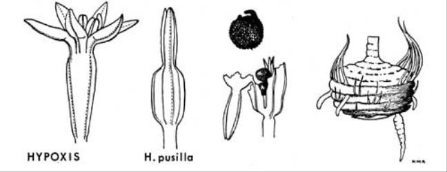  Fig. 19.  HYPOXIS.  H. pusilla : flower, × 5; capsule; capsule, dehisced, exposing seeds and 3-fid placenta; seed; corm seated on saucer-shaped remains of corms of 4–5 previous seasons, × 5. © All rights reserved. [Image: 4X2A]