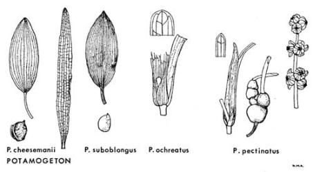  Fig. 2.  POTAMOGETON.  P. cheesemanii : floating leaf, submersed leaf, fruit.  P. suboblongus : floating leaf; fruit.  P. ochreatus : leaf-tip; leaf-base with free fibrous stipule.  P. pectinatus : leaf-tip; leaf-base with adnate stipule; swollen rhizome-buds; portion of inflorescence. © All rights reserved. [Image: 4X2B]