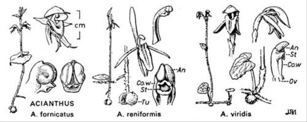  Fig. 21.  ACIANTHUS Lettering as in fig. 20, p. 103; Tu = tuber. © All rights reserved. [Image: 4X2D]