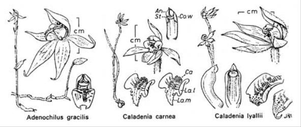  Fig. 22.  ADENOCHILUS,  CALADENIA. Lettering as in fig. 20, p. 103. © All rights reserved. [Image: 4X2E]