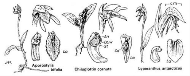  Fig. 23.  APOROSTYLIS,  CHILOGLOTTIS,  LYPERANTHUS. Lettering as in fig. 20, p. 103. © All rights reserved. [Image: 4X2F]