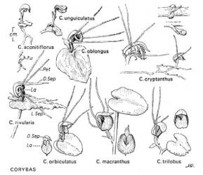  Fig. 24.  CORYBAS. Lettering as in fig. 20, p. 103; Tu = tuber. All drawn to same scale except whole plant of  C. cryptanthus and enlarged parts of its rhizomes. © All rights reserved. [Image: 4X2G]