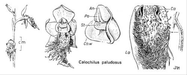  Fig. 25.  CALOCHILUS. Lettering as in fig. 20, p. 103. Base of one of the long processes on labellum-margin shown enlarged. © All rights reserved. [Image: 4X2H]