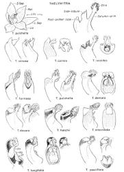  Fig. 26.  THELYMITRA. Flower. Columns from side; also from back (T. formosa,  T. intermedia), from above (T. carnea,  T. ixioides,  T. pauciflora), from front (T. dentata  with right-hand column-arm removed,  T. longifolia), and bisected longitudinally (T. longifolia). Lettering as in fig. 20, p. 103. © All rights reserved. [Image: 4X2I]