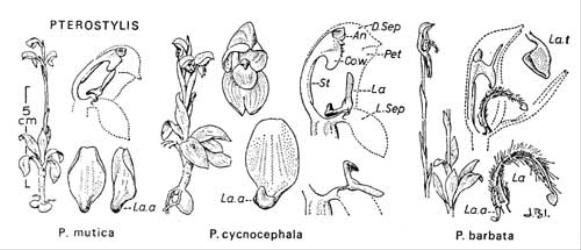  Fig. 27.  PTEROSTYLIS. Lettering as in fig. 20, p. 103; La. a = labellum appendage; La. t = labellum-tip. © All rights reserved. [Image: 4X2J]