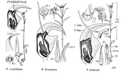  Fig. 28.  PTEROSTYLIS. Lettering as in fig. 20, p. 103; La. a = labellum-appendage; La. t = labellum-tip; R-1 = rosette-leaves. Flowers shown with part of side cut away to display labellum and column. © All rights reserved. [Image: 4X2K]