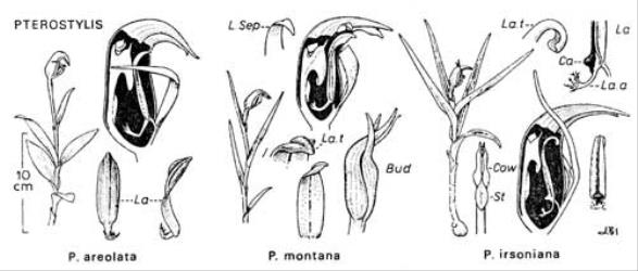  Fig. 29.  PTEROSTYLIS. Lettering as in fig. 20, p. 103. La. a = labellum-appendage; La. t = labellum-tip. Flowers shown with part of side cut away to display labellum and column. © All rights reserved. [Image: 4X2L]