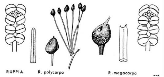  Fig. 3.  RUPPIA.  R. polycarpa : inflorescence; leaf-tip; fruit showing endocarp; mature fruits from lower flower of a pair.  R. megacarpa : fruit showing endocarp; leaf-tip; inflorescence. © All rights reserved. [Image: 4X2M]