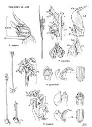  Fig. 30.  PRASOPHYLLUM. Lettering as in fig. 20, p. 103; Po = pollen-masses; Stp = stipe; Tu = tuber. In  P. patens  the nearer lateral sepal and petal have been removed to expose labellum and column. © All rights reserved. [Image: 4X2N]