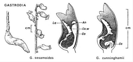  Fig. 33.  GASTRODIA. Lettering as in fig. 20, p. 103; Co = column. Swollen starchy rhizome at left. © All rights reserved. [Image: 4X2R]