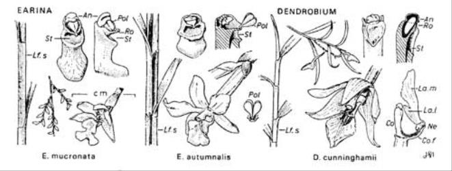  Fig. 34.  EARINA,  DENDROBIUM. Lettering as in fig. 20, p. 103; Co. f = column-foot; Lf. s = leaf-sheath; Ne = nectary; Pol = waxy pollinia. © All rights reserved. [Image: 4X2S]