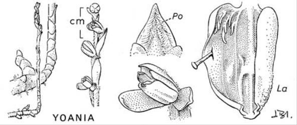  Fig. 36.  YOANIA.  Y. australis. Lettering as in fig. 20, p. 103; Po = pollen masses. © All rights reserved. [Image: 4X2U]