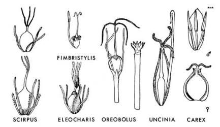  Fig. 38.  CYPERACEAE.  Scirpus,  Fimbristylis,  Eleocharis : immature fruits.  Oreobolus : immature fruit; peduncle with persistent hypogynous scales.  Uncinia : utricle cut open to show developing nut and hooked rhachilla.  Carex : male flower with glume; utricle cut open to show developing nut. In  Scirpus,  Eleocharis and  Oreobolus the style, the stigmas and the filaments of the 3 stamens are retained in the immature fruit. © All rights reserved. [Image: 4X2W]