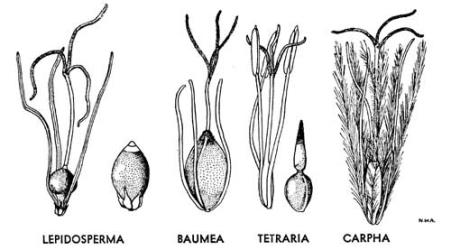  Fig. 39.  CYPERACEAE.  Lepidosperma : fruits, young and mature.  Baumea : young fruit.  Tetraria : flower; fruit.  Carpha : young fruit. In young fruits, style, stigmas and at least the filaments of the 3 stamens are retained. © All rights reserved. [Image: 4X2X]