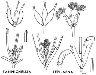  Fig. 4.  ZANNICHELLIACEAE.  Zannichellia palustris : fruits; inflorescence; leaf tip.  Lepilaena bilocularis : fruits; female inflorescence; female flower; male flower; male inflorescence; leaf-tip. © All rights reserved. [Image: 4X2Y]