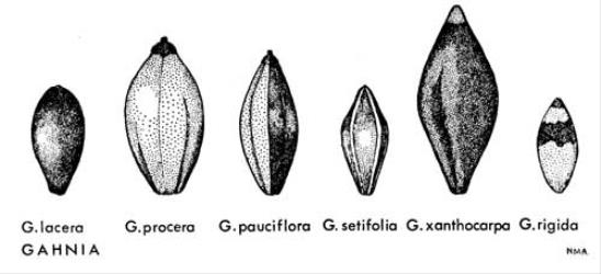  Fig. 40.  GAHNIA. Nuts, × 5. © All rights reserved. [Image: 4X2Z]