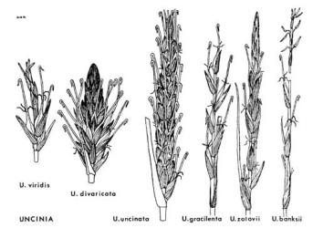  Fig. 41.  UNCINIA. Inflorescences: in  U. uncinata  and in  U. gracilenta  only lower part of spike is shown; in  U. banksii  the central portion is omitted. © All rights reserved. [Image: 4X30]