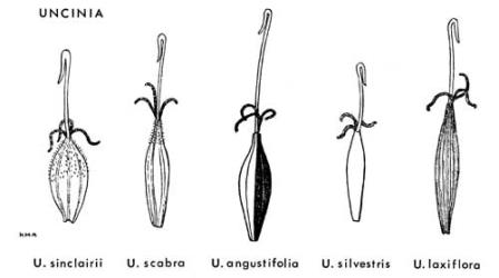  Fig. 42.  UNCINIA. Utricles, with exserted stigmas and hooked rhachillas. © All rights reserved. [Image: 4X31]