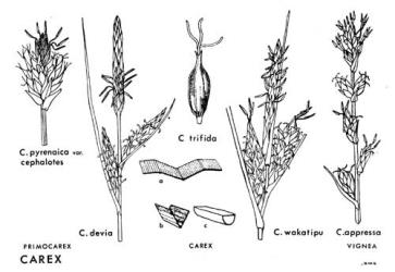  Fig. 43.  CAREX. Examples of three Subgenera: inflorescences; for   Subgenus Carex  also utricle and portions of leaves—a=double-folded, b=channelled, c=plano.convex. © All rights reserved. [Image: 4X32]