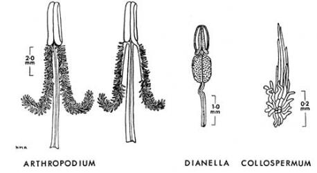  Fig. 5.  LILIACEAE.  Arthropodium : stamens of A. cirratum viewed from inside, that at right with anther-tails freed from filament.  Dianella : stamen of  D. nigra.  Collospermum : scale from abaxial leaf-surface of  C. microspermum (after Skottsberg). © All rights reserved. [Image: 4X33]