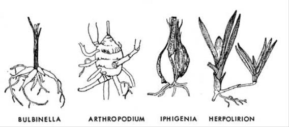  Fig. 6.  LILIACEAE.  Bulbinella modesta : storage roots, × ¼.  Arthropodium candidum : tuber, × 1½.  Iphigenia novae-zelandiae : corms, new and old, enclosed in papery sheaths, × 1½.  Herpolirion novae-zelandiae : underground stems connecting leafy tufts, × 1. © All rights reserved. [Image: 4X34]