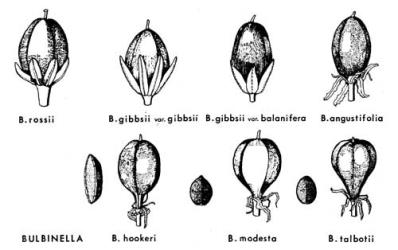  Fig. 7.  BULBINELLA. Fruits and seeds, × 3. © All rights reserved. [Image: 4X35]