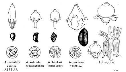  Fig. 8.  ASTELIA. Examples of four Sections: fruits, × 1½; seeds, × 5; T.S. ovaries.  A. fragrans : fruit, × 1½; female flower, × 3½; male flower, × 3½. © All rights reserved. [Image: 4X36]