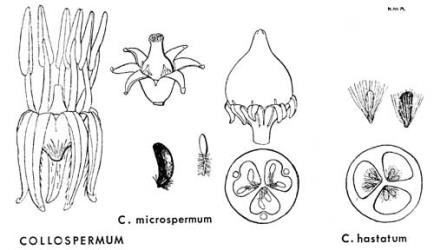  Fig. 9.  COLLOSPERMUM.  C. microspermum : male flower; female flower; fruit; seed; ovule with short funicle-hairs; T.S. ovary showing large median mucilage duct in wall of each locule.  C. hastatum : ovule and seed with long mucilaginous funicle-hairs; T. S. ovary. © All rights reserved. [Image: 4X37]