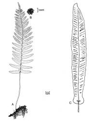 Fig. 1. A-B  Polypodium vulgare, A frond, B sorus; C  Phyllitis scolopendrium, frond. © All rights reserved. [Image: 4X3B]